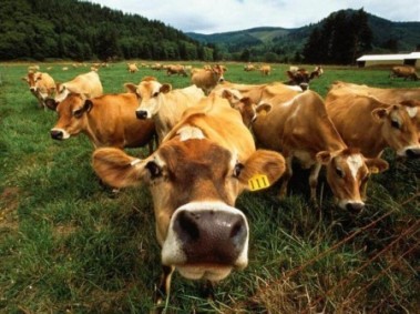mucche.jpg